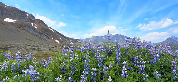 photo of a field of flowers at the base of a mountain range